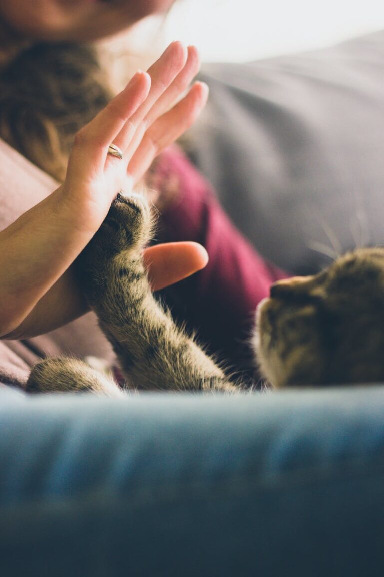 A cat owner gives her furry little kitten a high five.