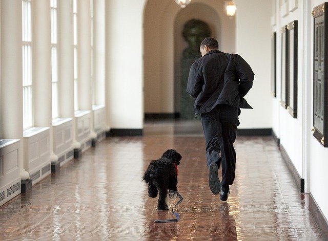 Barack Obama runs through the halls of the White House with his dog Bo.