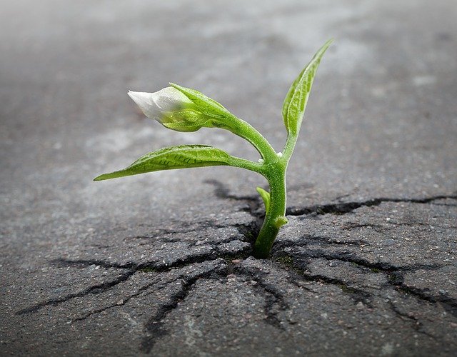 A small green sprout grows out of a crack in a concrete slab.